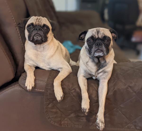 /images/uploads/pug nation rescue of los angeles/pugnation2024/entries/31419.jpg